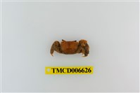 藏品(悅目大眼蟹)的圖片